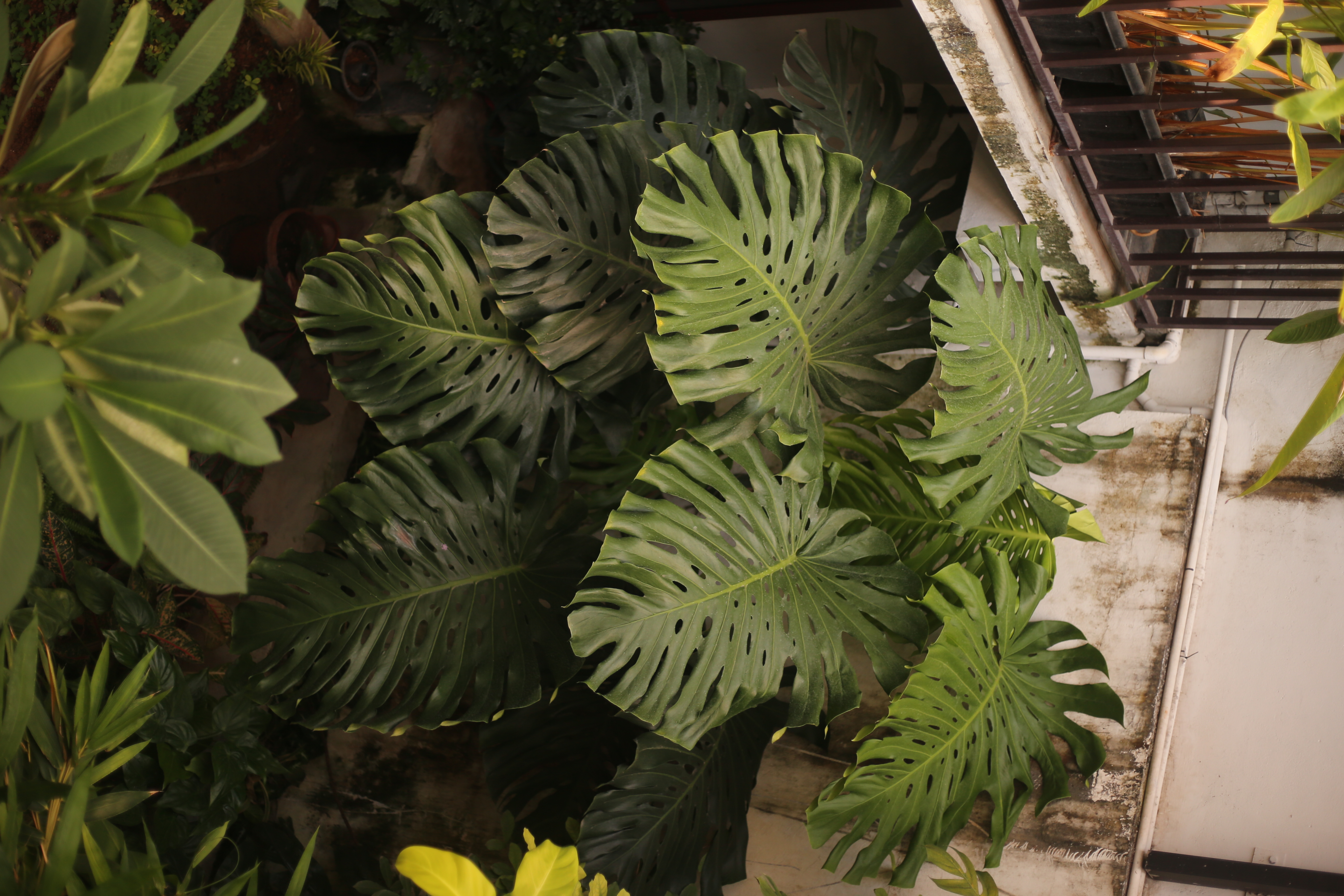 Garden Sanctuary - Image 4